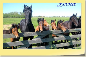 2018-07 ketting foto zomer 01