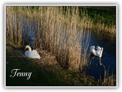 2019-04-30 Foto ketting tenny 01